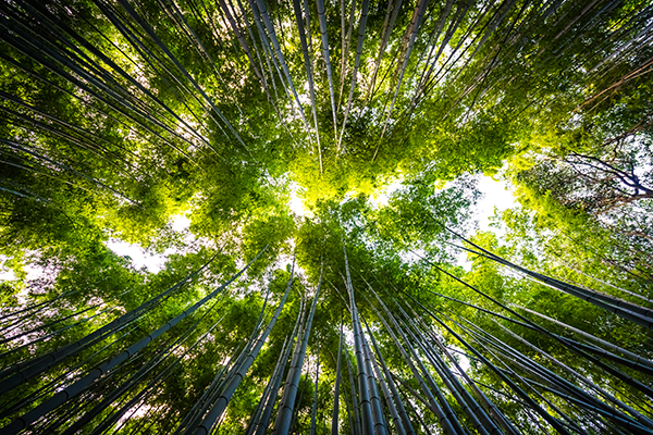 hermoso-paisaje-de-arboleda-de-bambu-en-el-bosque-en-arashiyama-kyoto hermoso-paisaje-de-arboleda-de-bambu-en-el-bosque-en-arashiyama-kyoto
